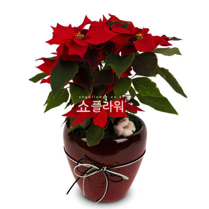 상세이미지