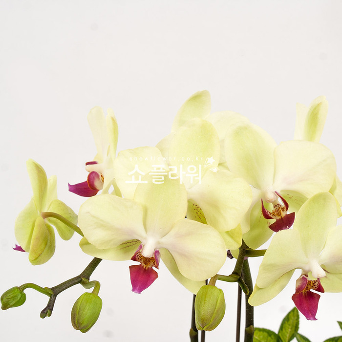상세이미지