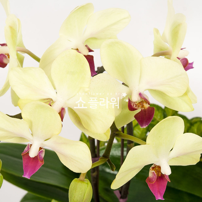 상세이미지