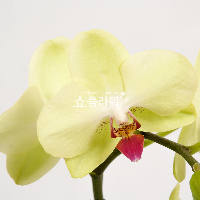 상세이미지