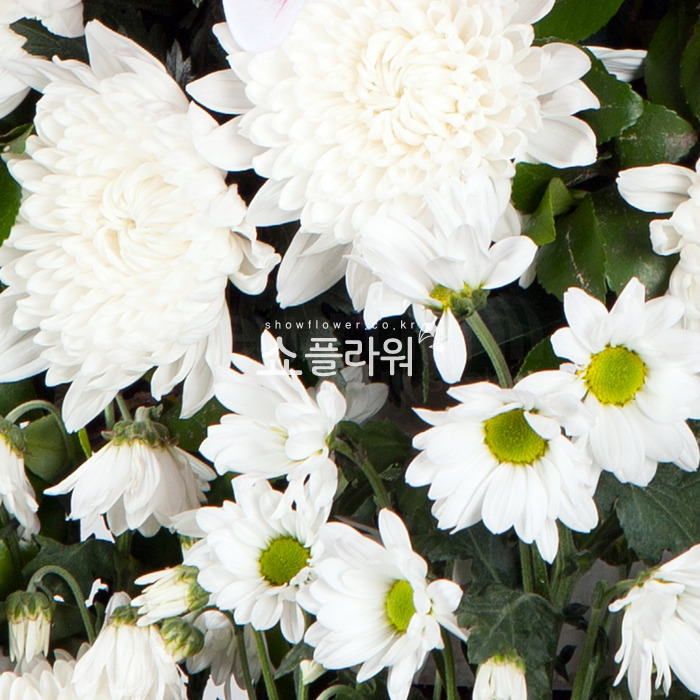 상세이미지