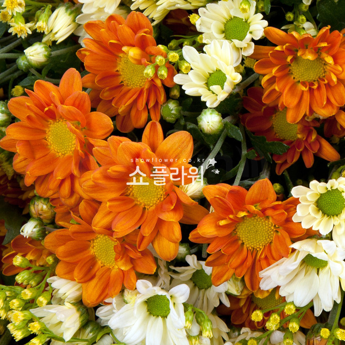 상세이미지