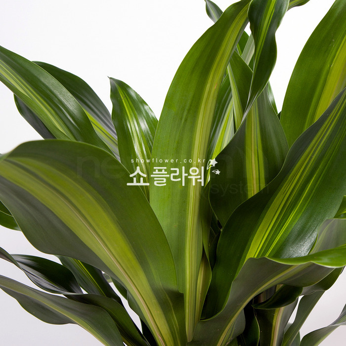 상세이미지
