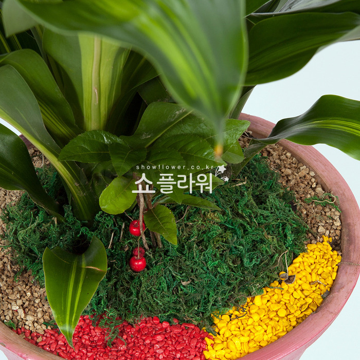 상세이미지