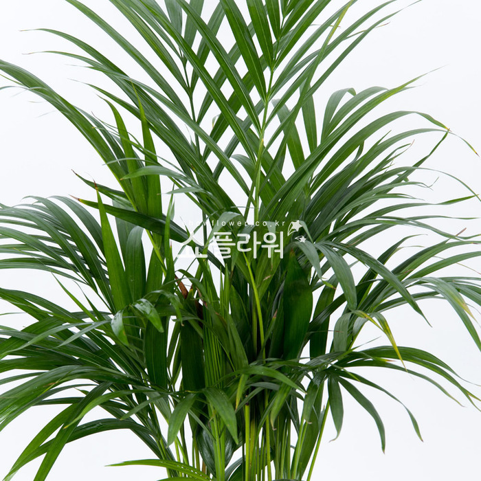상세이미지