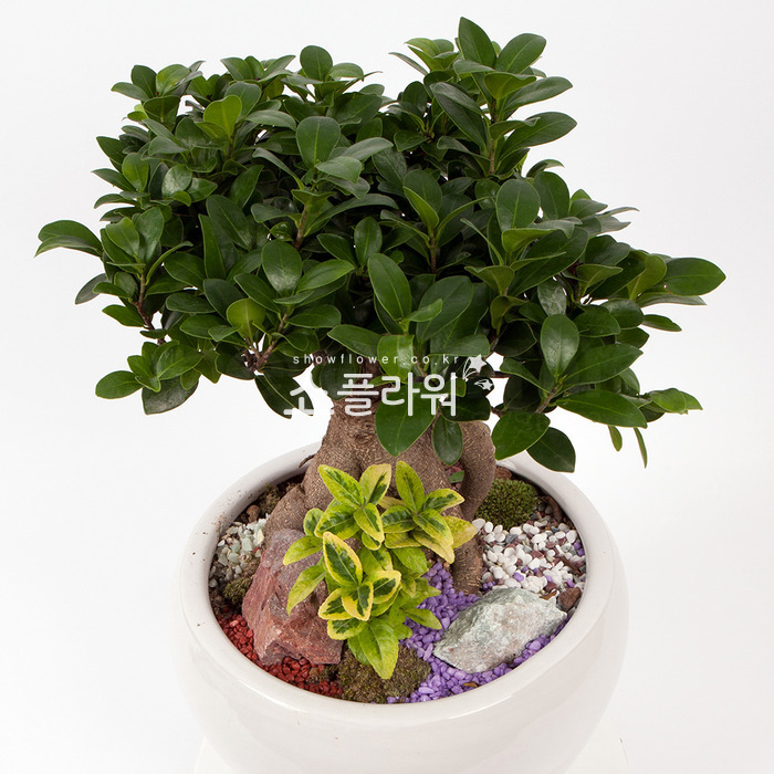 상세이미지