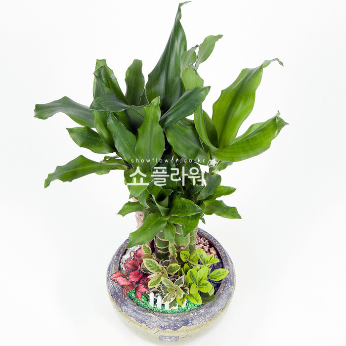 상세이미지
