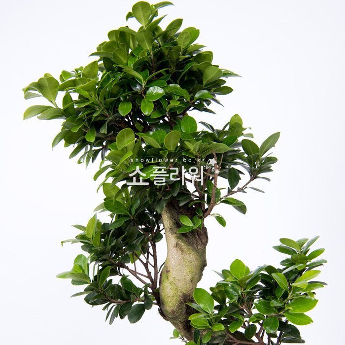 상세이미지