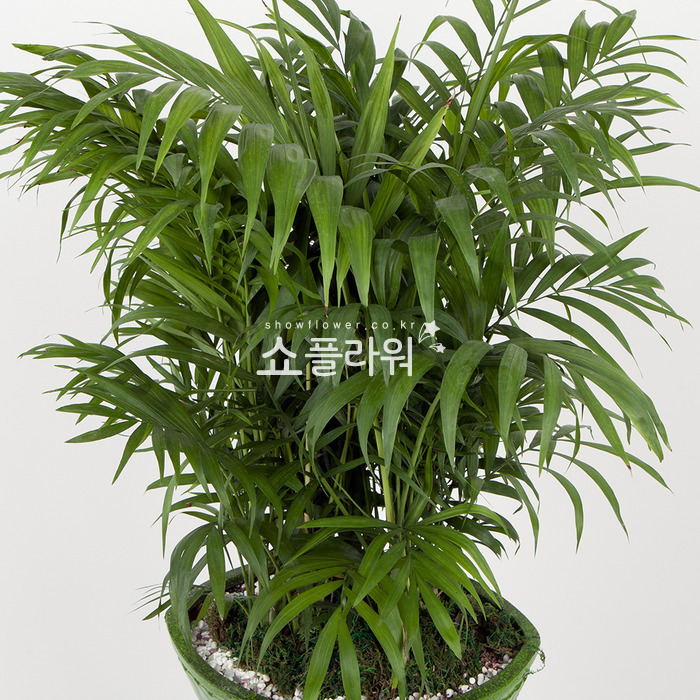 상세이미지