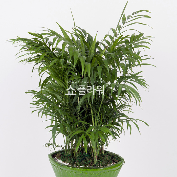상세이미지