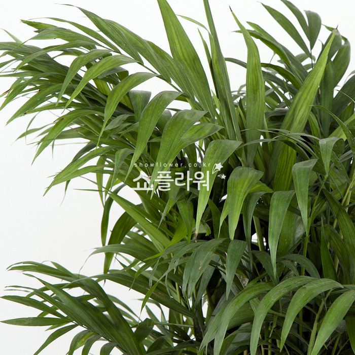 상세이미지