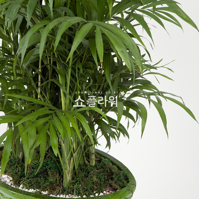 상세이미지