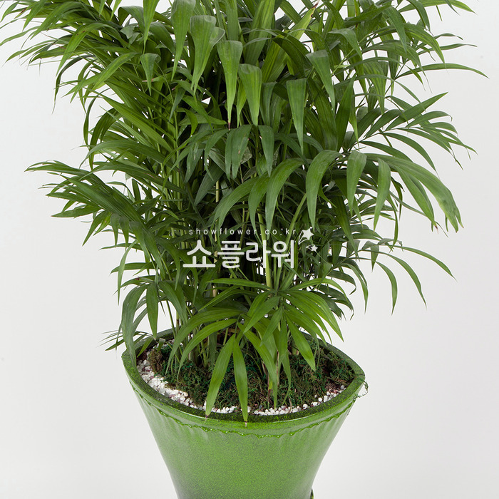 상세이미지