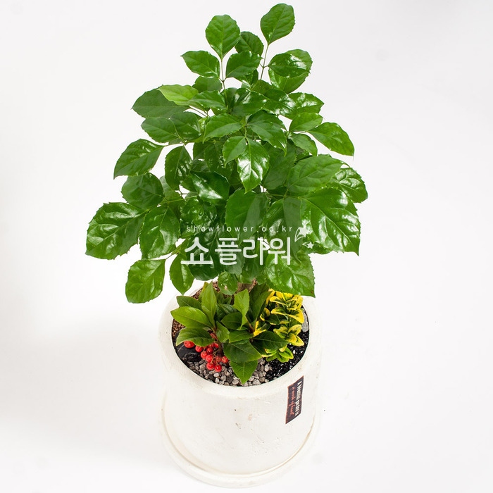 상세이미지