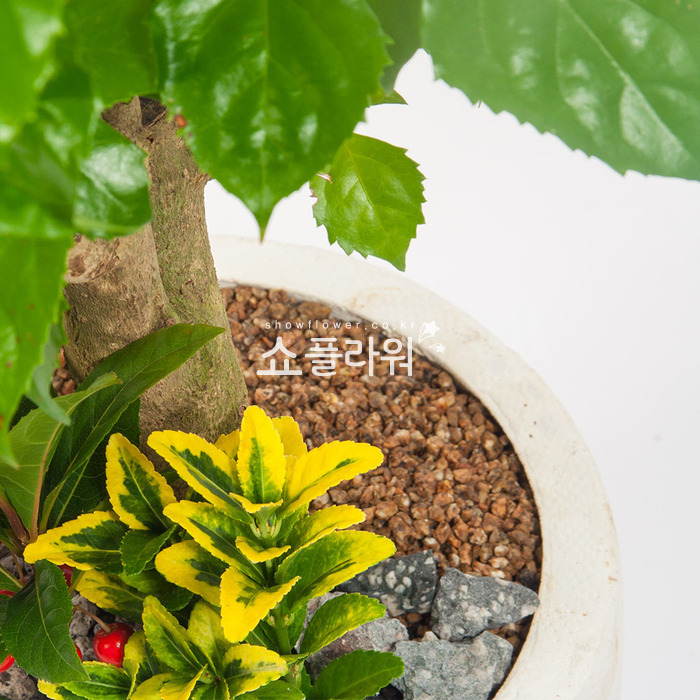 상세이미지