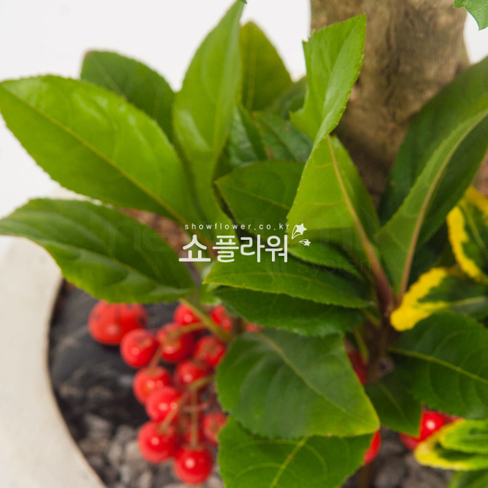 상세이미지