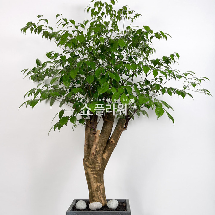 상세이미지