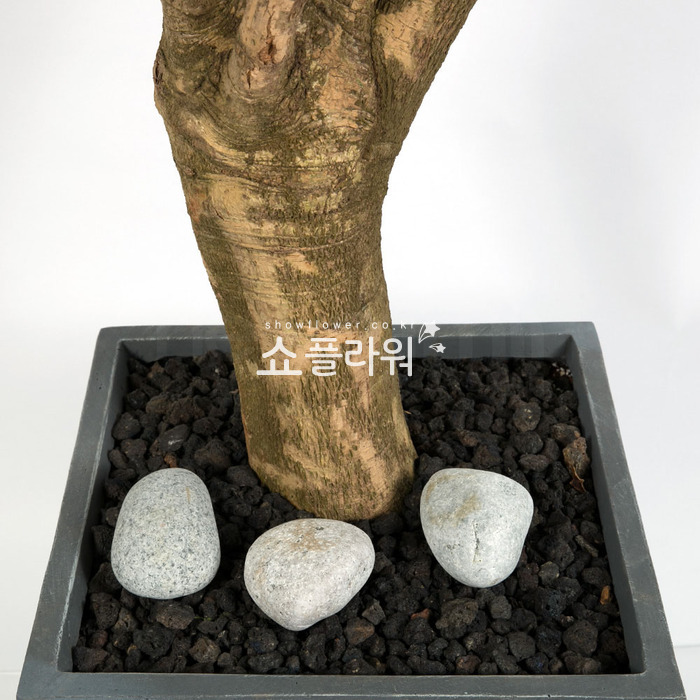 상세이미지