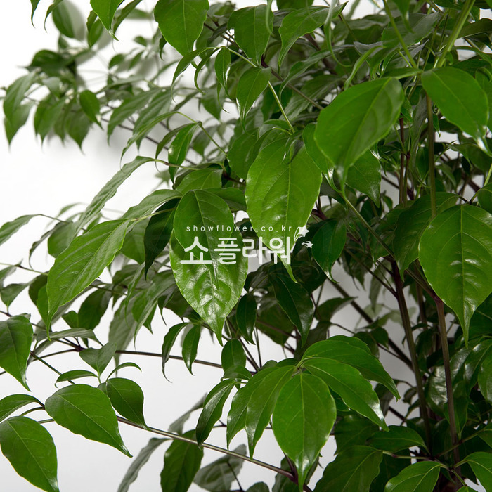 상세이미지