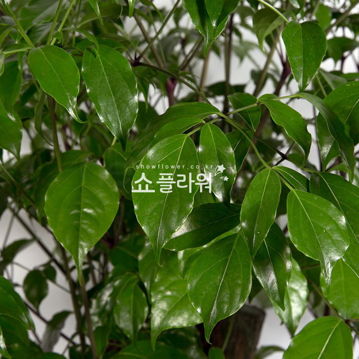 상세이미지