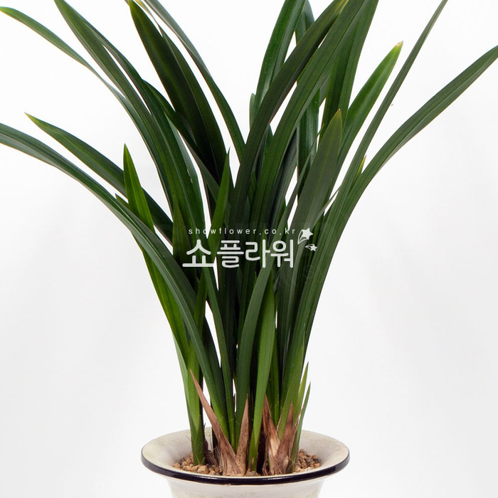 상세이미지