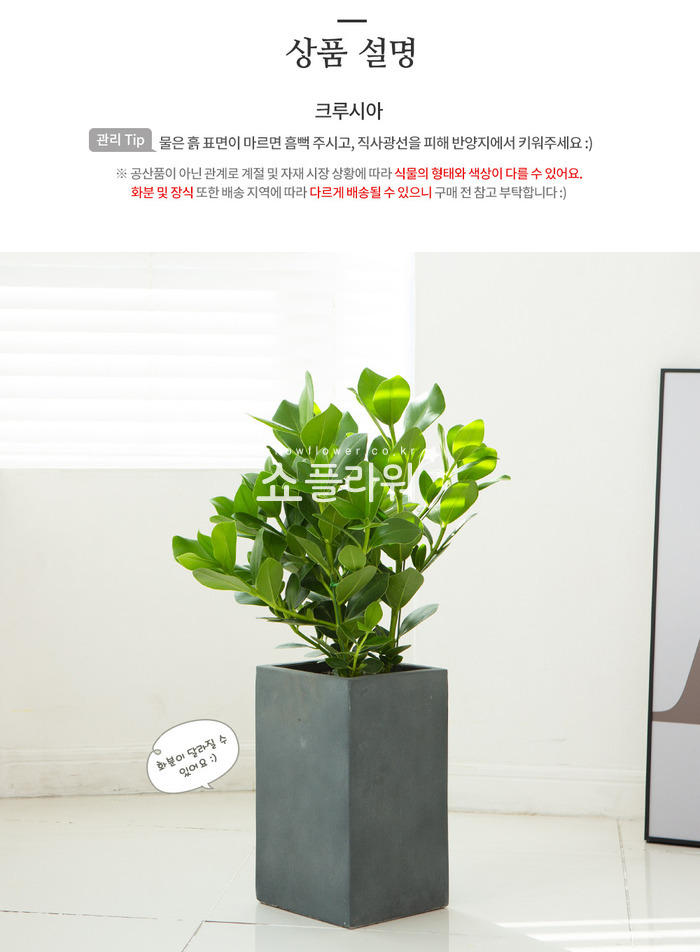상세이미지