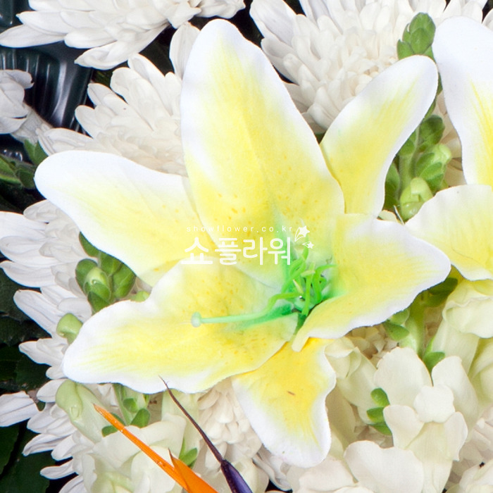 상세이미지
