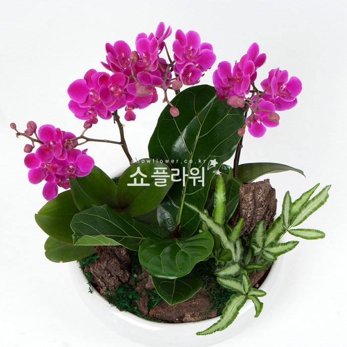 상세이미지