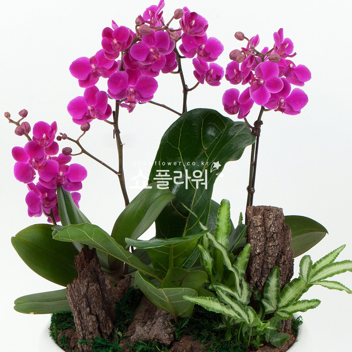 상세이미지