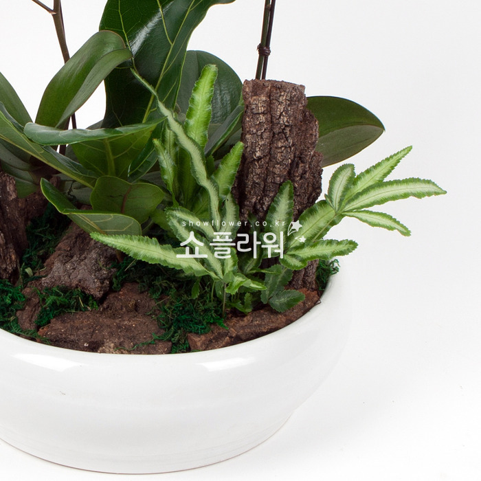 상세이미지