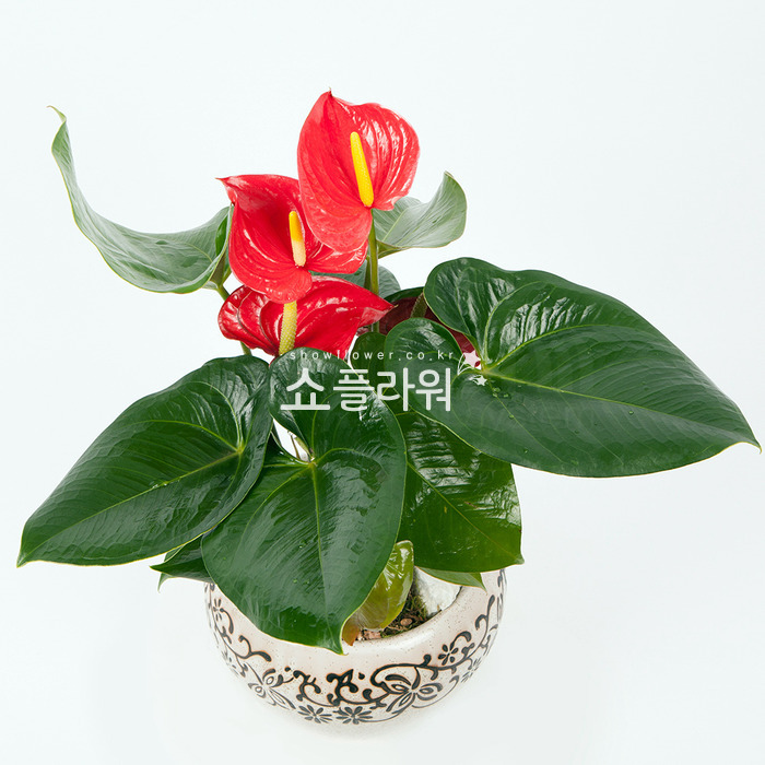 상세이미지