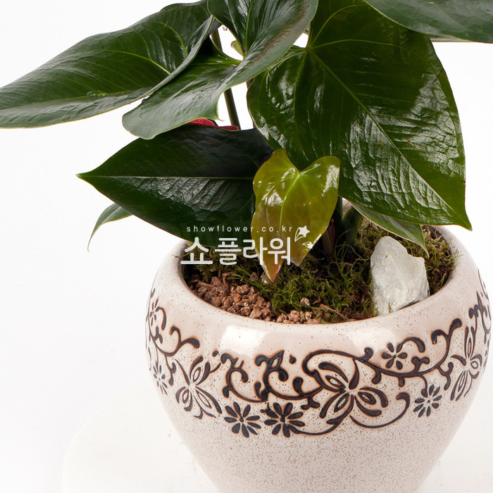 상세이미지