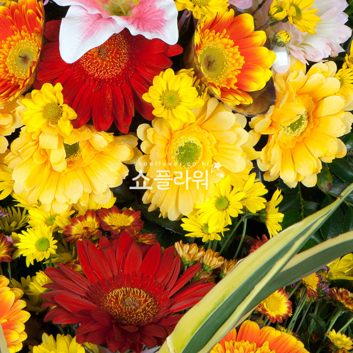 상세이미지