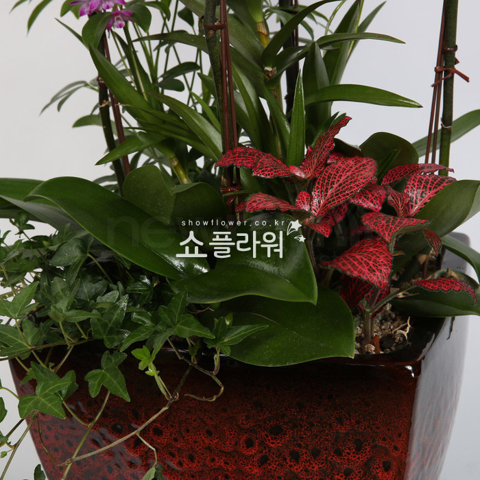 상세이미지