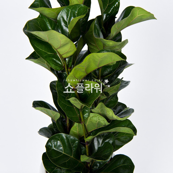 상세이미지