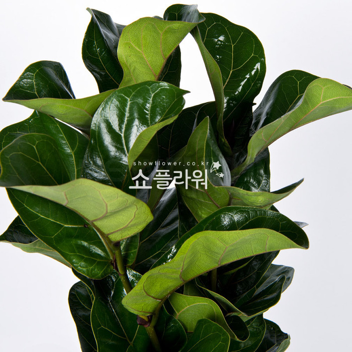 상세이미지