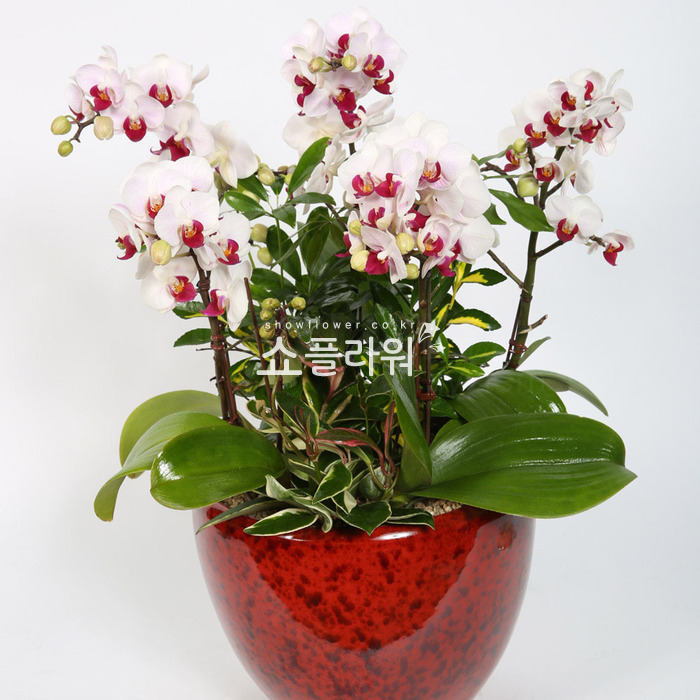 상세이미지