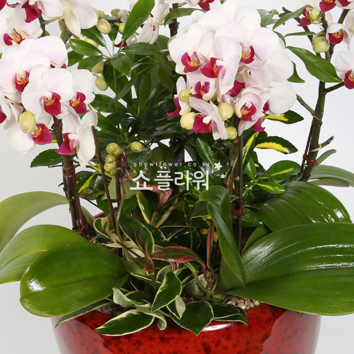 상세이미지