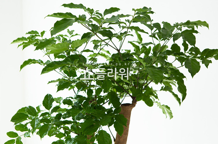 상세이미지
