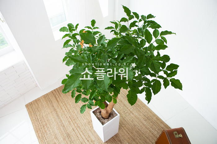 상세이미지