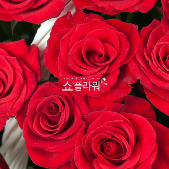 상세이미지