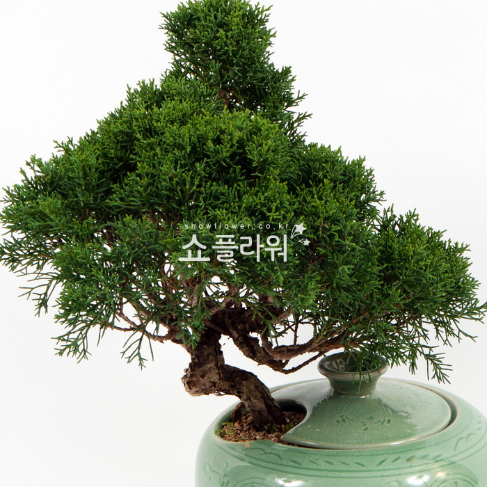 상세이미지