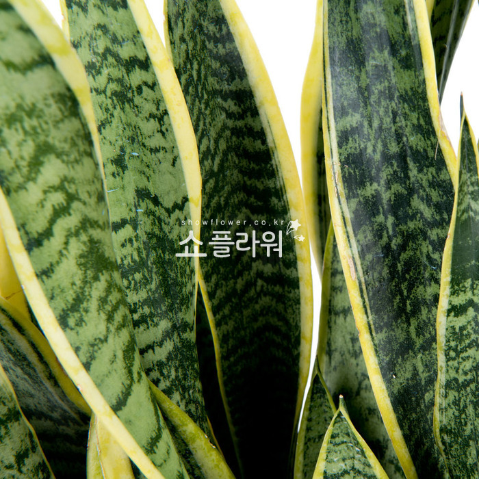 상세이미지