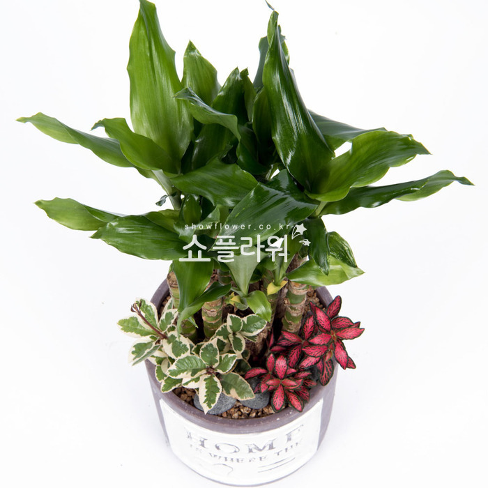 상세이미지
