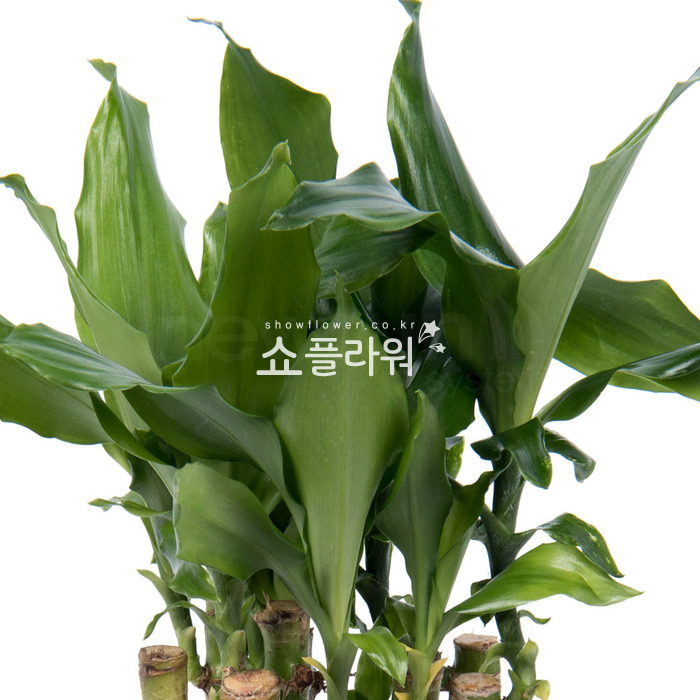 상세이미지