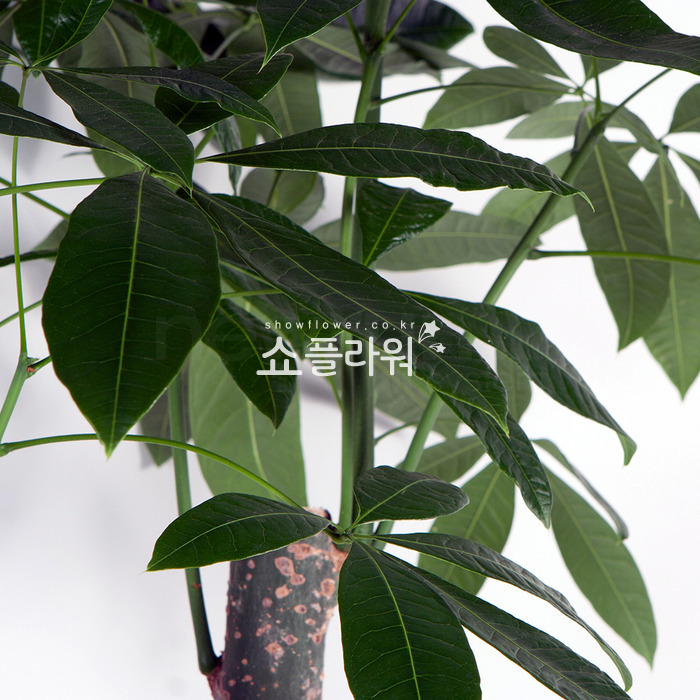 상세이미지