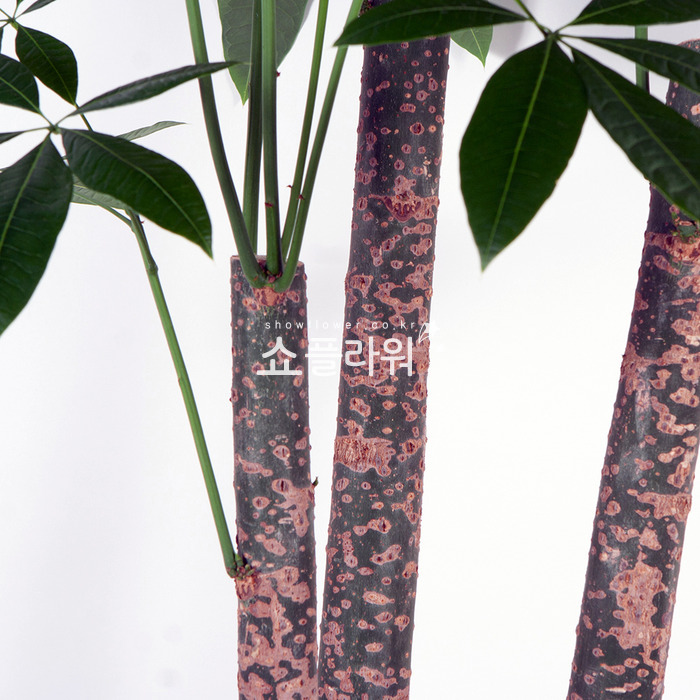 상세이미지