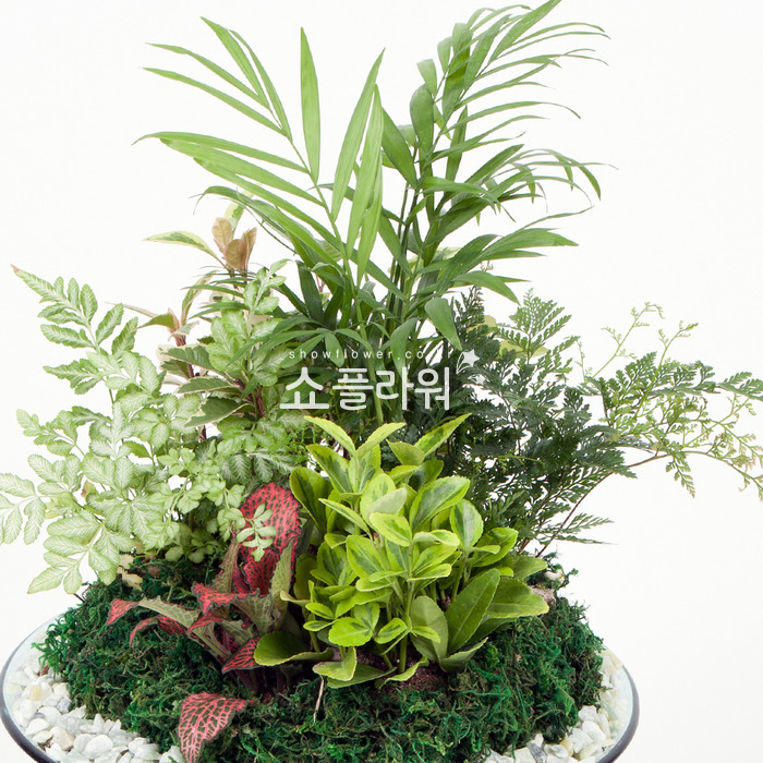 상세이미지