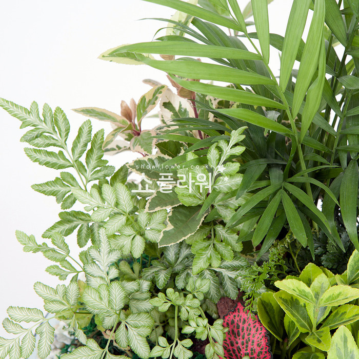 상세이미지