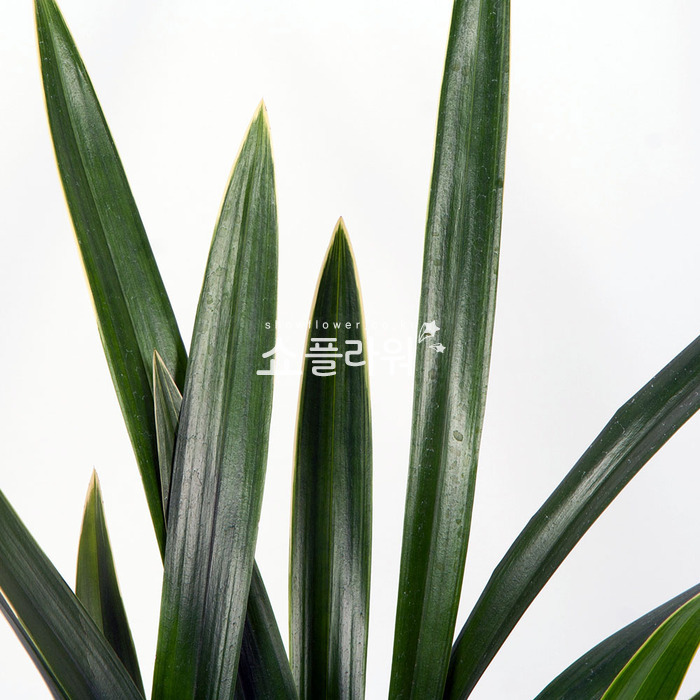 상세이미지